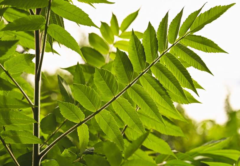 igreen energy desconto na conta de luz